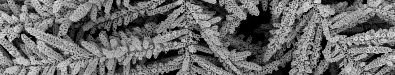 Nanoporous gold dendritic structures with branched tree-like pattern.